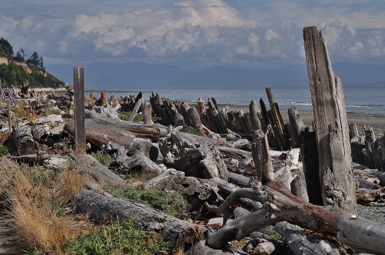 driftwood